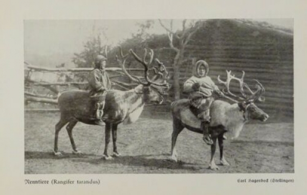 1926 - Rentiere / Junge Elche - alter Druck